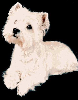 West Highland White Terrier