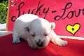 Flocke Lucky Love Welpen Westie