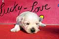 Fee Lucky Love Welpen Westie