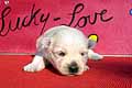  Fee Lucky Love Welpen Westie