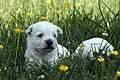 Lucky Love Welpen Westie
