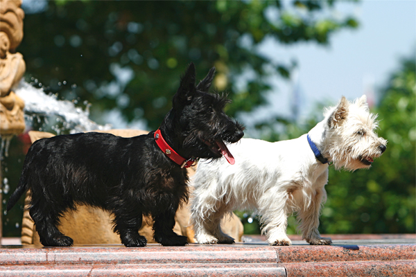 Otessa & Nele von den White Dogs