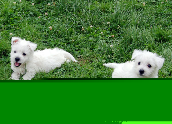 Alice und Asko