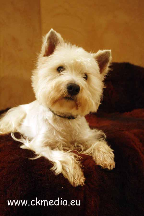 Berry West Highland White Terrier Zuchtrüde