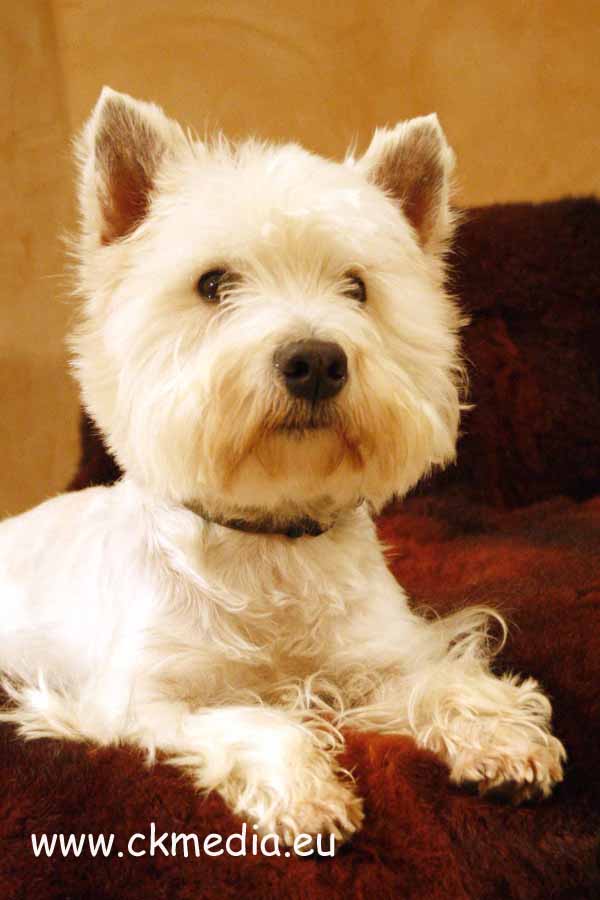 Berry West Highland White Terrier Zuchtrüde