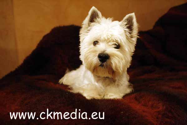 Edy West Highland White Terrier Zuchtrüde