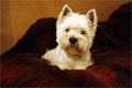 Westie Edy