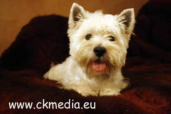 Edy West Highland White Terrier Zuchtrüde