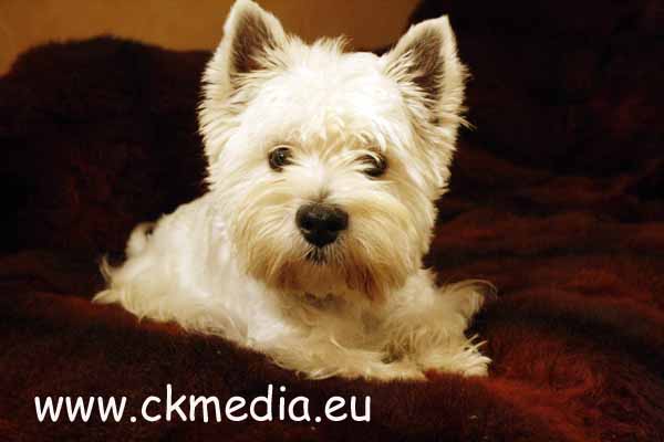 Edy West Highland White Terrier Zuchtrüde