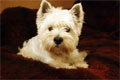 Westie Edy