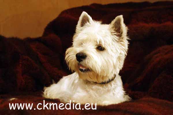 Edy West Highland White Terrier Zuchtrüde