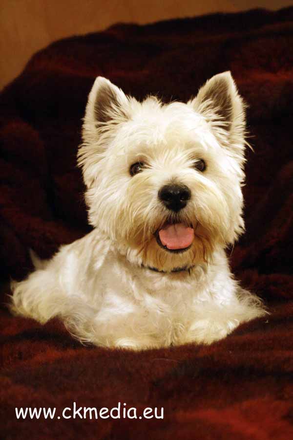 Edy West Highland White Terrier Zuchtrüde