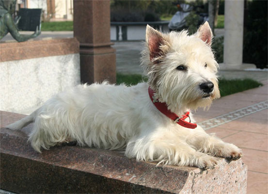  West Higland White Terrier Berry Rüde