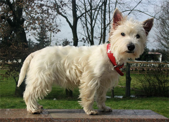  West Higland White Terrier Berry Rüde