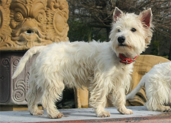  West Higland White Terrier Berry Rüde