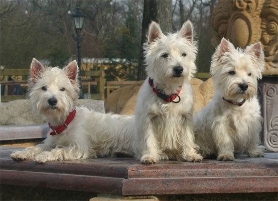  West Higland White Terrier Berry Rüde