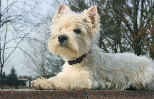  West Higland White Terrier Lucky Love von den Whitedogs