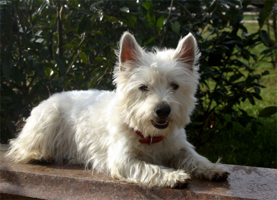  West Higland White Terrier Lucky Love von den Whitedogs