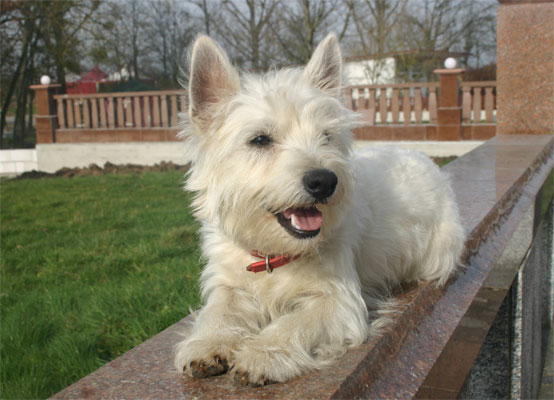  West Higland White Terrier Lucky Love von den Whitedogs