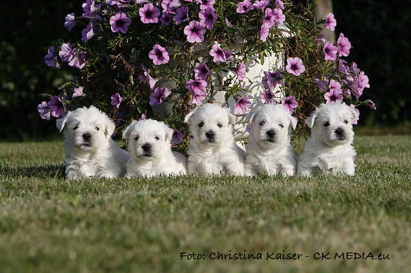 Westie Welpen von den Kaiserhof Little Dreams