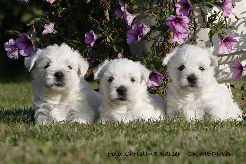 Westie Welpen von den Kaiserhof Little Dreams