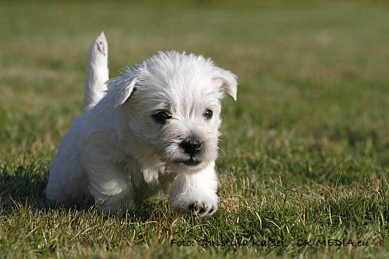 Westie Welpen von den Kaiserhof Little Dreams