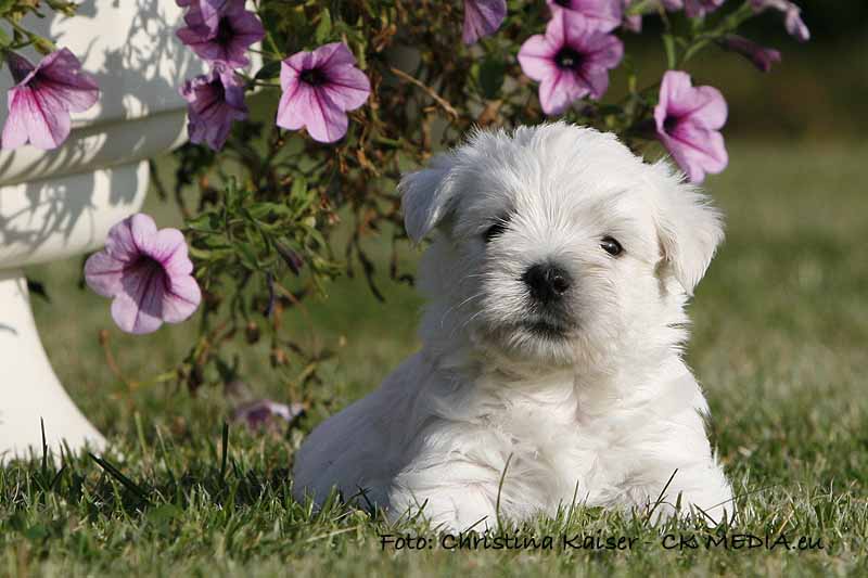 Westie Welpen von den Kaiserhof Little Dreams