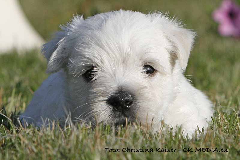 Westie Welpen von den Kaiserhof Little Dreams