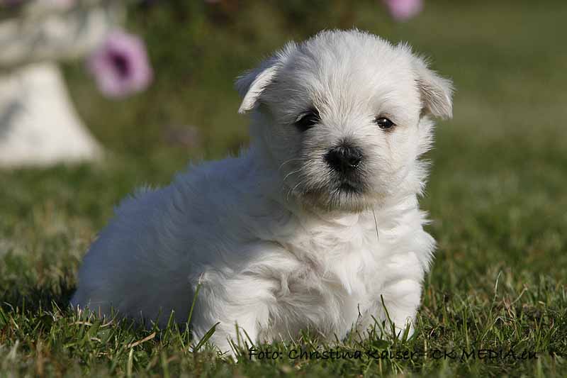 Westie Welpen von den Kaiserhof Little Dreams