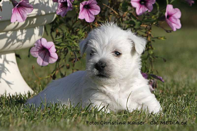 Westie Welpen von den Kaiserhof Little Dreams