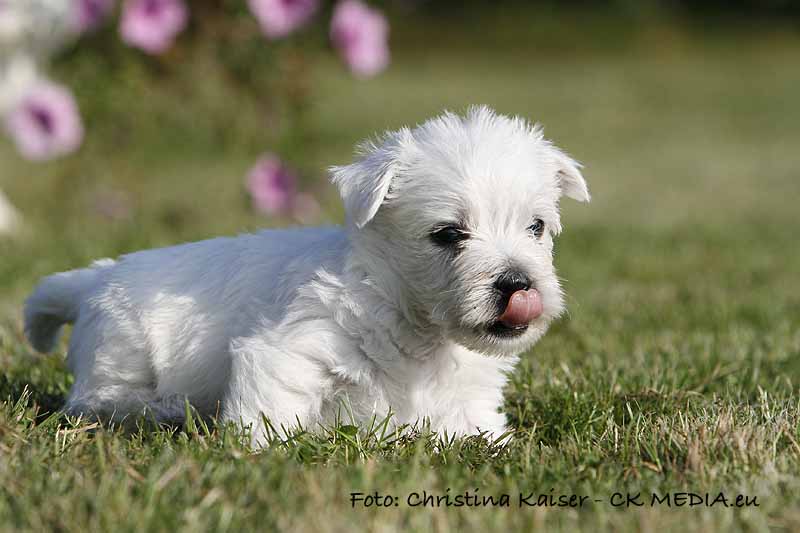 Westie Welpen von den Kaiserhof Little Dreams