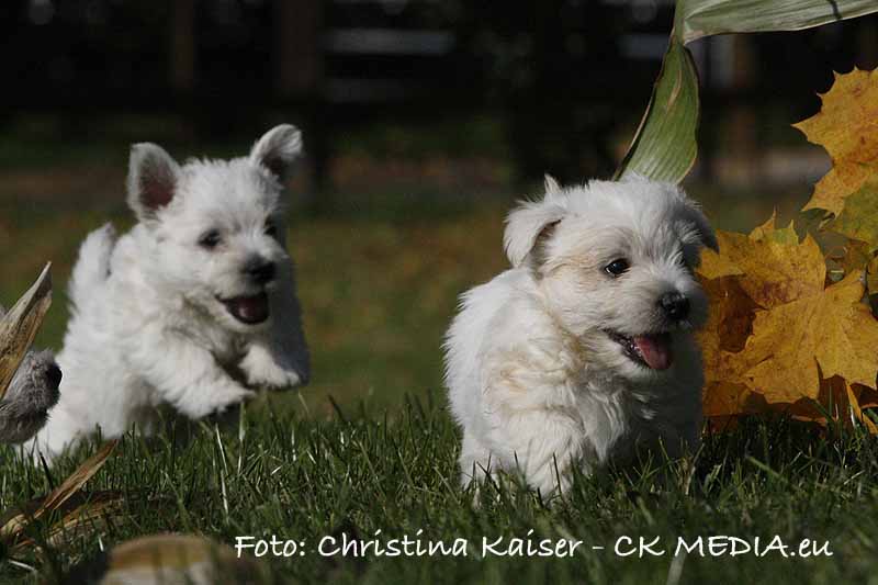 Daisy und Dimba Westie Welpen spielen