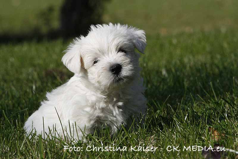 Dusty Westiebild