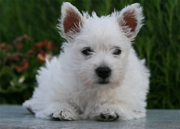  Westie Welpe Otessa