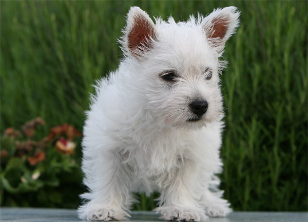  Westie Welpe Otessa