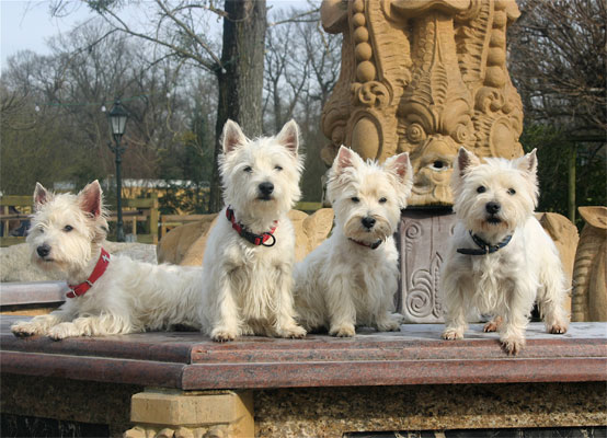  West Higland White Terrier Rudel