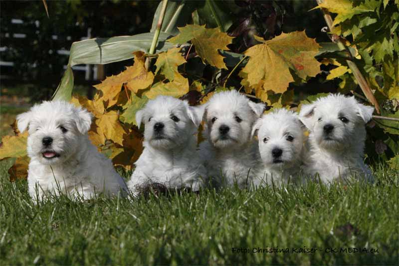 Alle Westie Welpen von den Kaiserhof Little Dreams