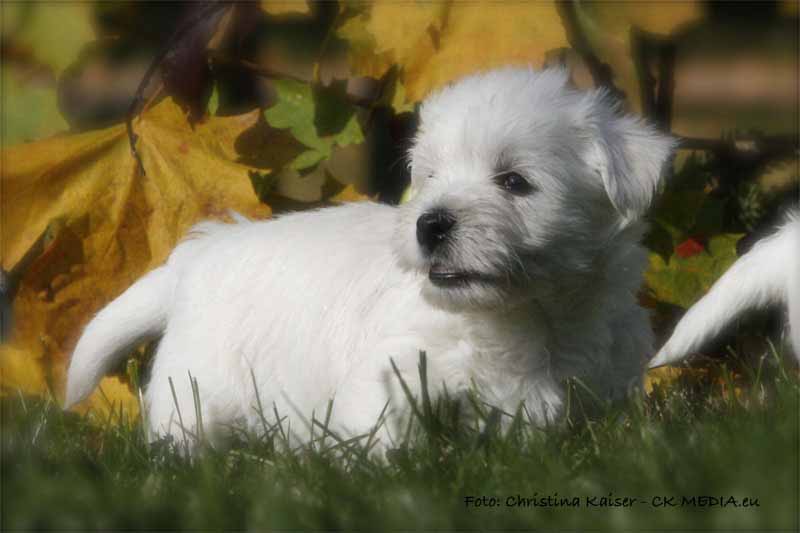 Westiebild - Einzelbild Herbst