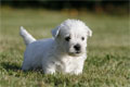 Westie-Welpen von den Kaiserhof Little Dreams